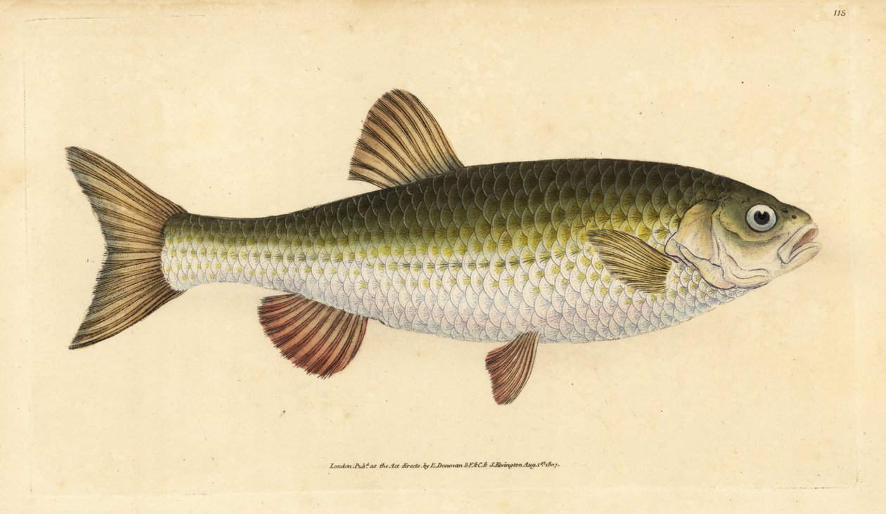 Ide, Leuciscus idus da Edward Donovan