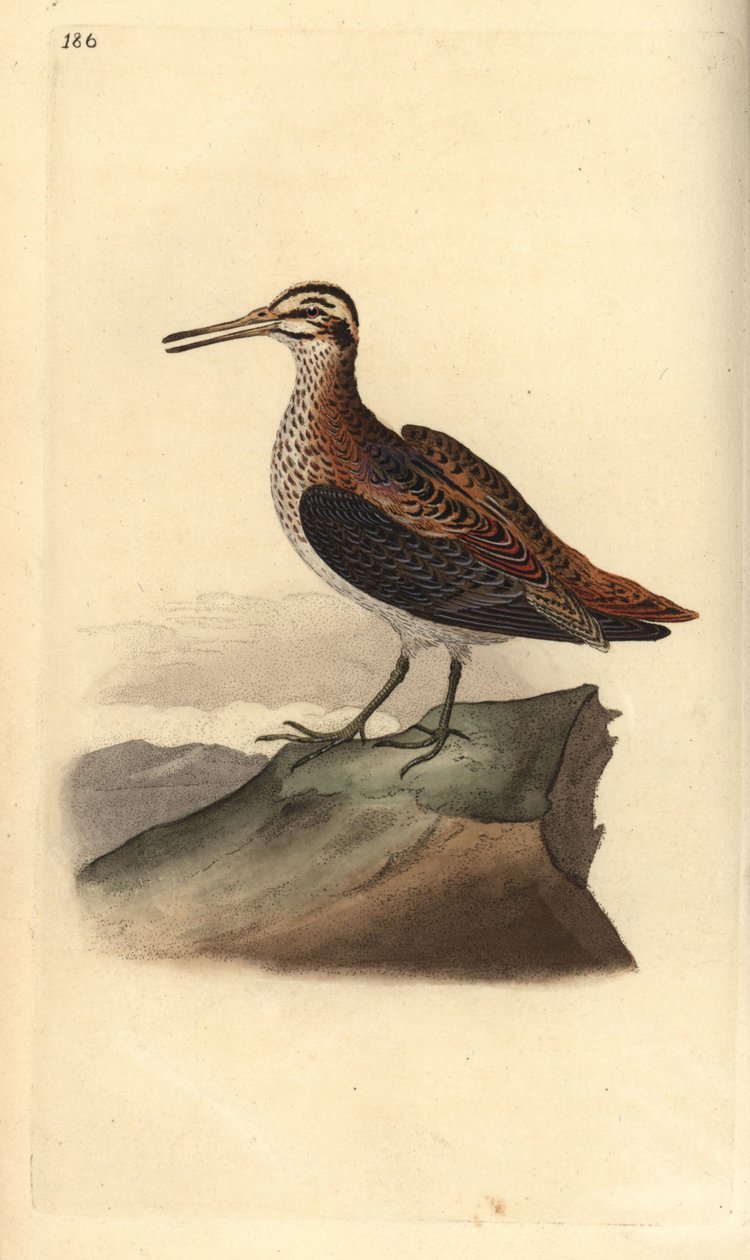 Frullino, Lymnocryptes minimus da Edward Donovan