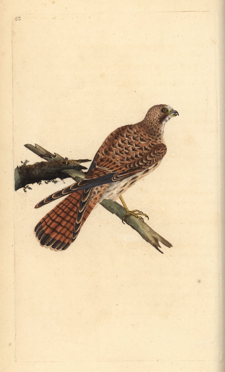 Gheppio, Falco tinnunculus, femmina da Edward Donovan