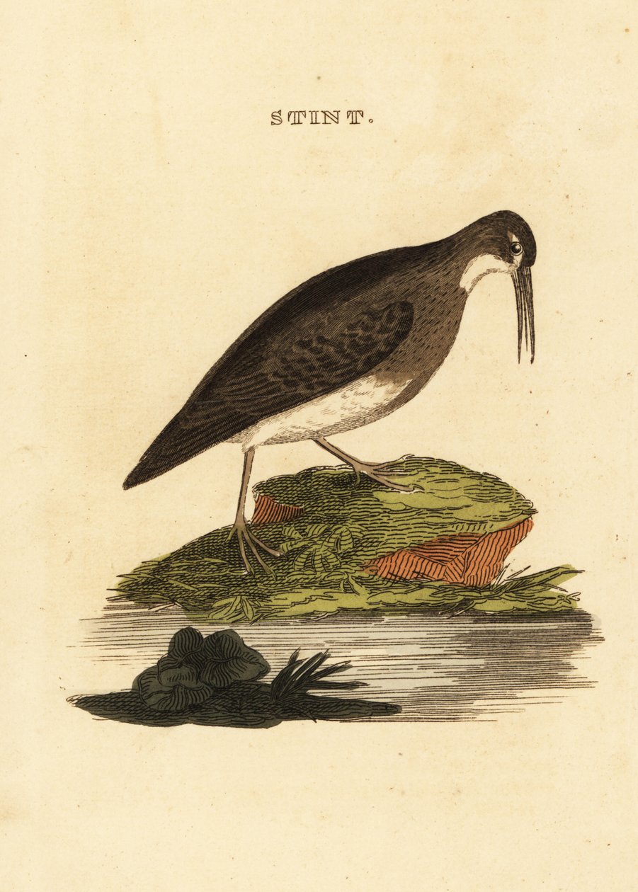 Piro-piro minuto, Calidris minutilla da Edward Donovan