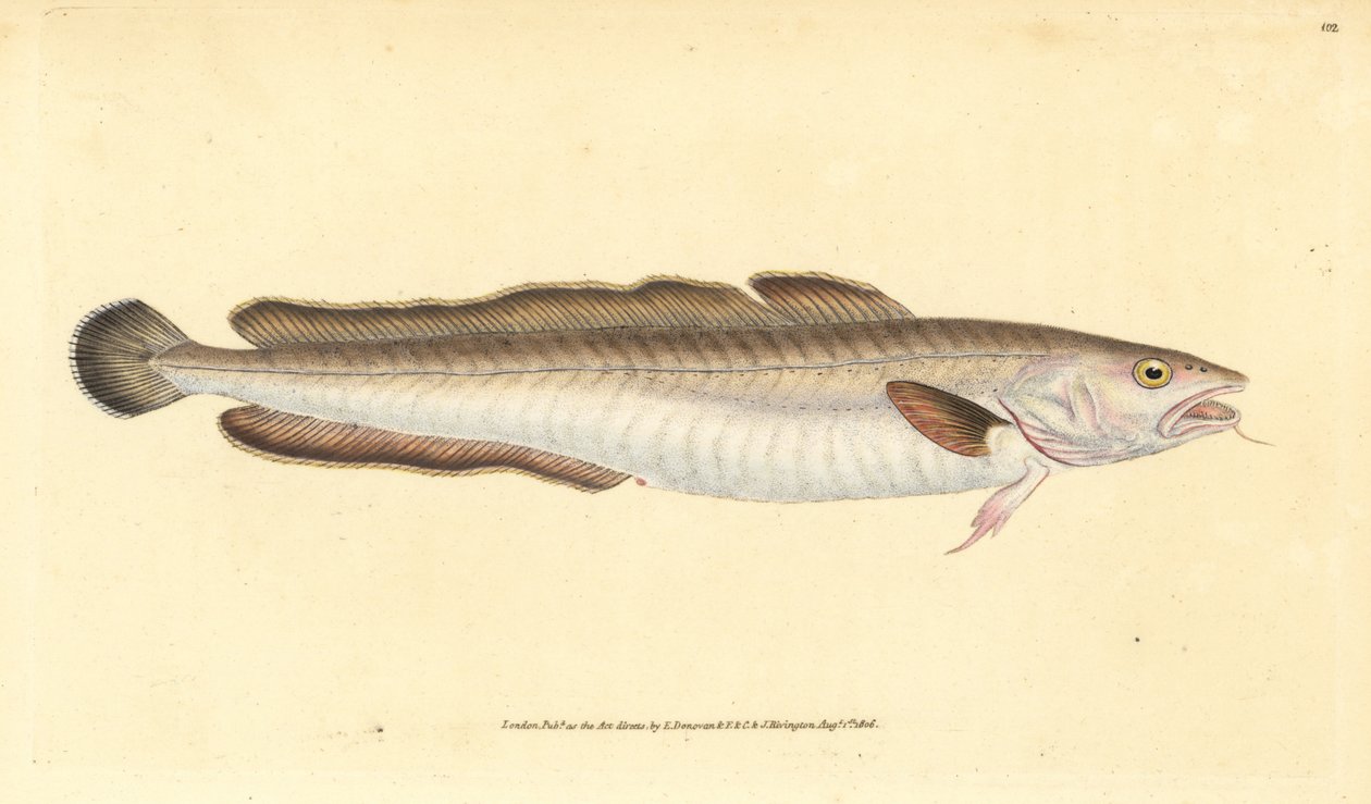 Molva, Molva molva da Edward Donovan