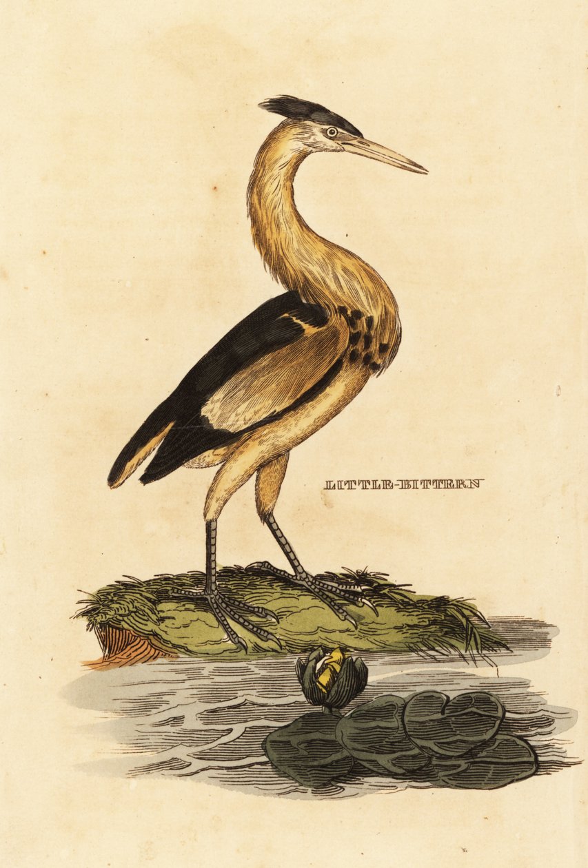 Tarabusino, Ixobrychus minutus da Edward Donovan