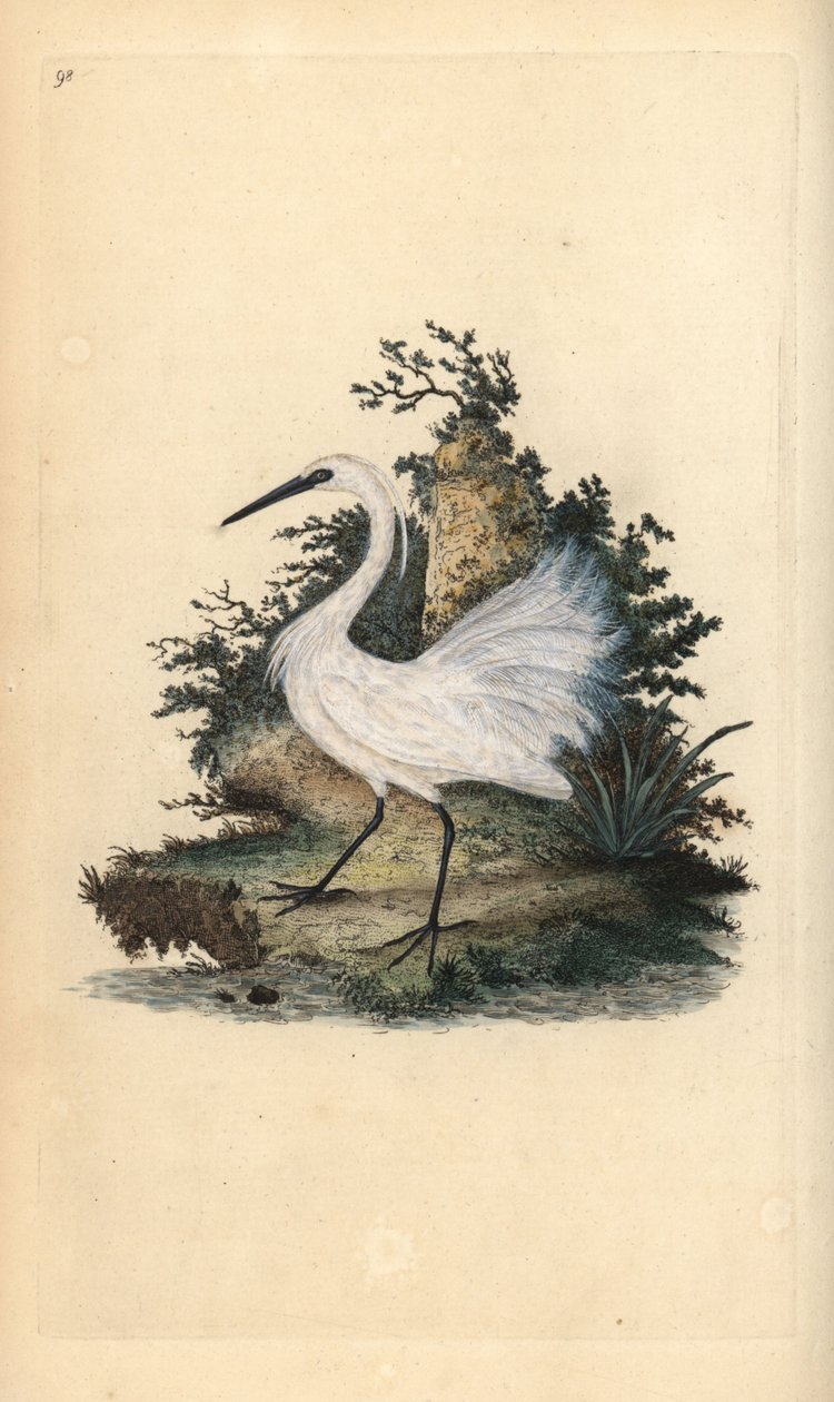 Garzetta. Egretta garzetta. Incisione a mano colorata disegnata e incisa da Edward Donovan dalla sua "Storia Naturale degli Uccelli Britannici", Londra da Edward Donovan