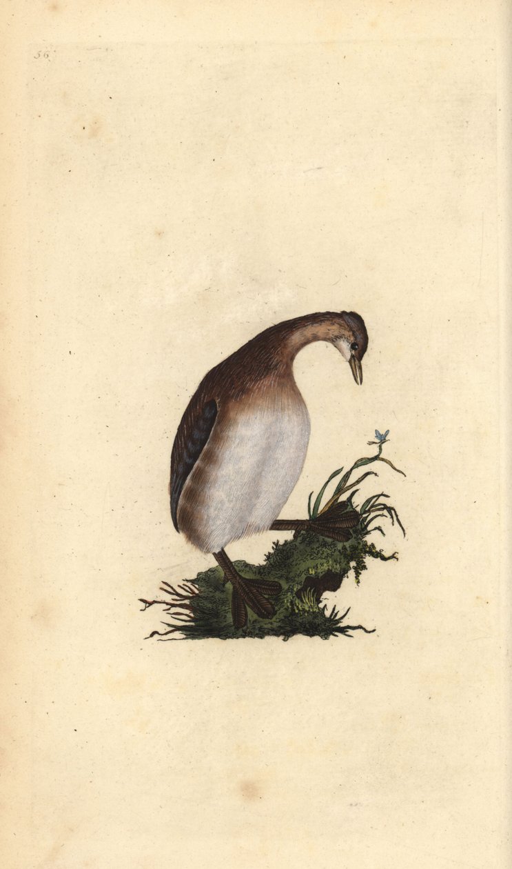 Tuffetto. Incisione a mano colorata a rame disegnata e incisa da Edward Donovan dal suo Natural History of British Birds, Londra da Edward Donovan