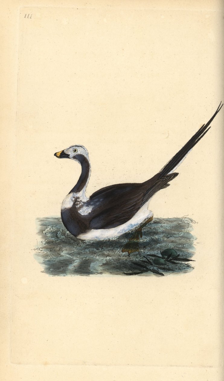 Moretta codona, Clangula hyemalis. Vulnerabile da Edward Donovan