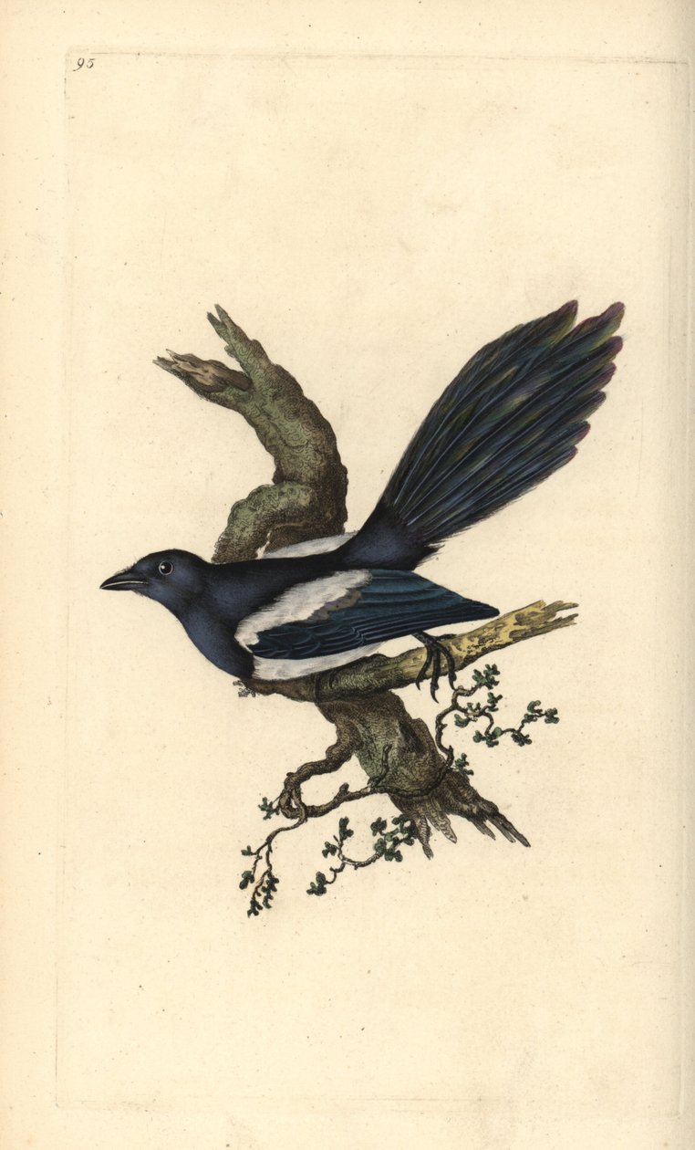 Gazza, Pica pica. Incisione a mano colorata disegnata e incisa da Edward Donovan dal suo 