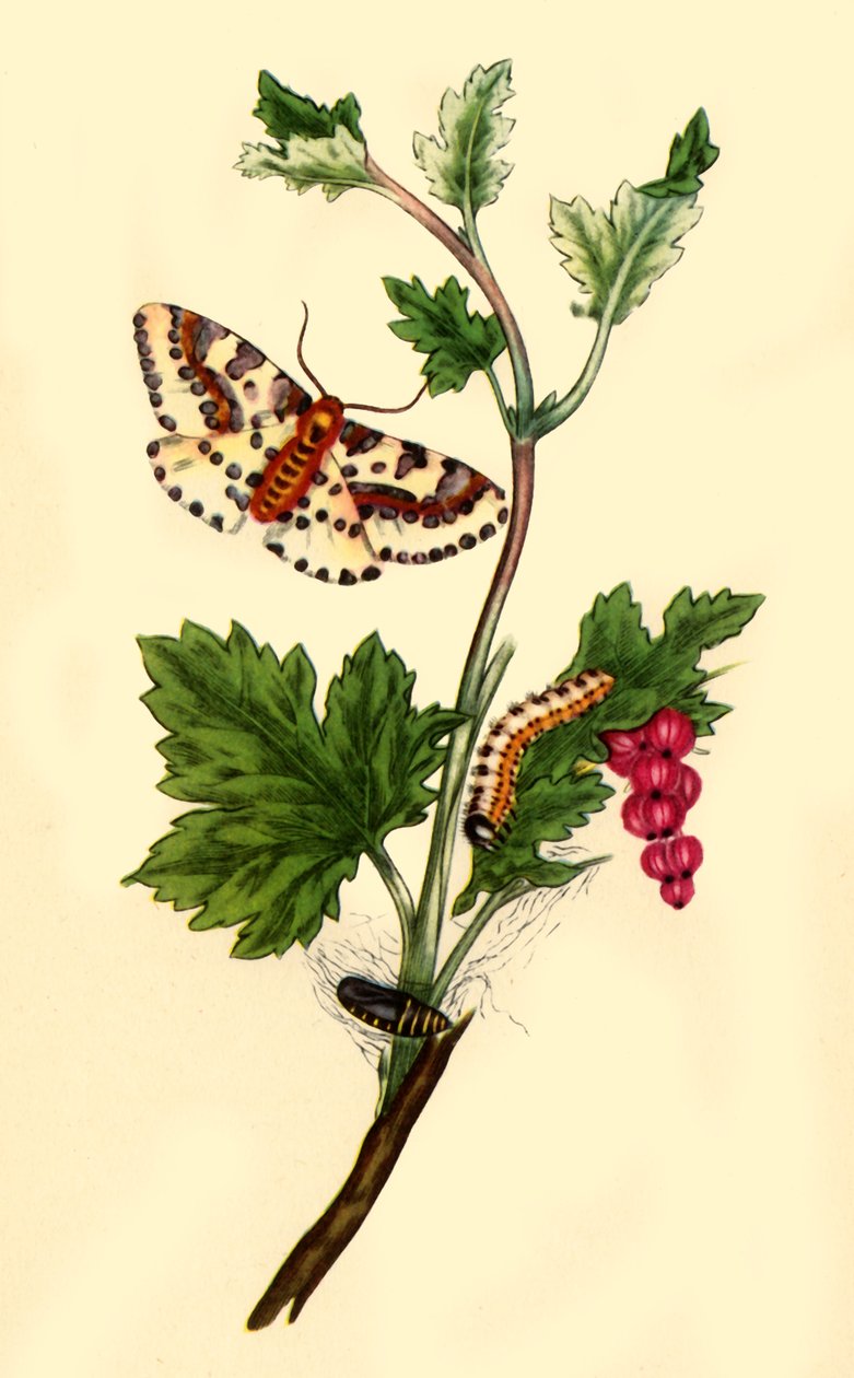 Magpie o Currant Moth: Phalaena grossulariata da Edward Donovan