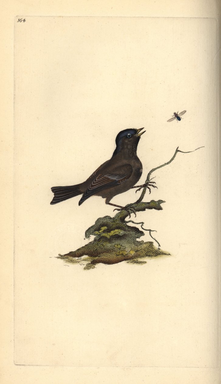 Cincia bigia. Incisione a mano colorata a rame disegnata e incisa da Edward Donovan dal suo Natural History of British Birds, Londra da Edward Donovan