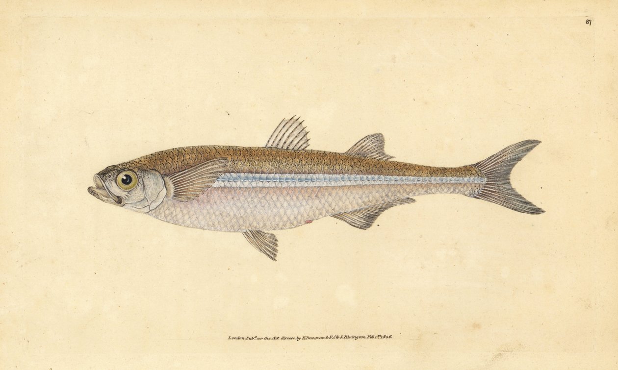 Atherina hepsetus. Incisione a mano colorata disegnata e incisa da Edward Donovan dal suo Natural History of British Fishes, Donovan e F.C. e J. Rivington, Londra da Edward Donovan