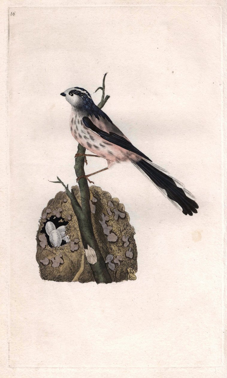 Cincia dalla lunga coda. Aegithalos caudatus da Edward Donovan