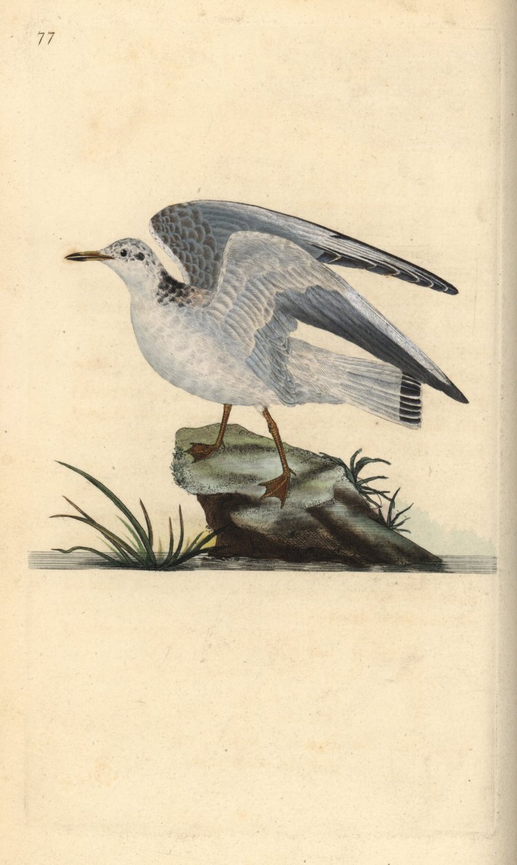 Gabbiano comune, Larus canus da Edward Donovan