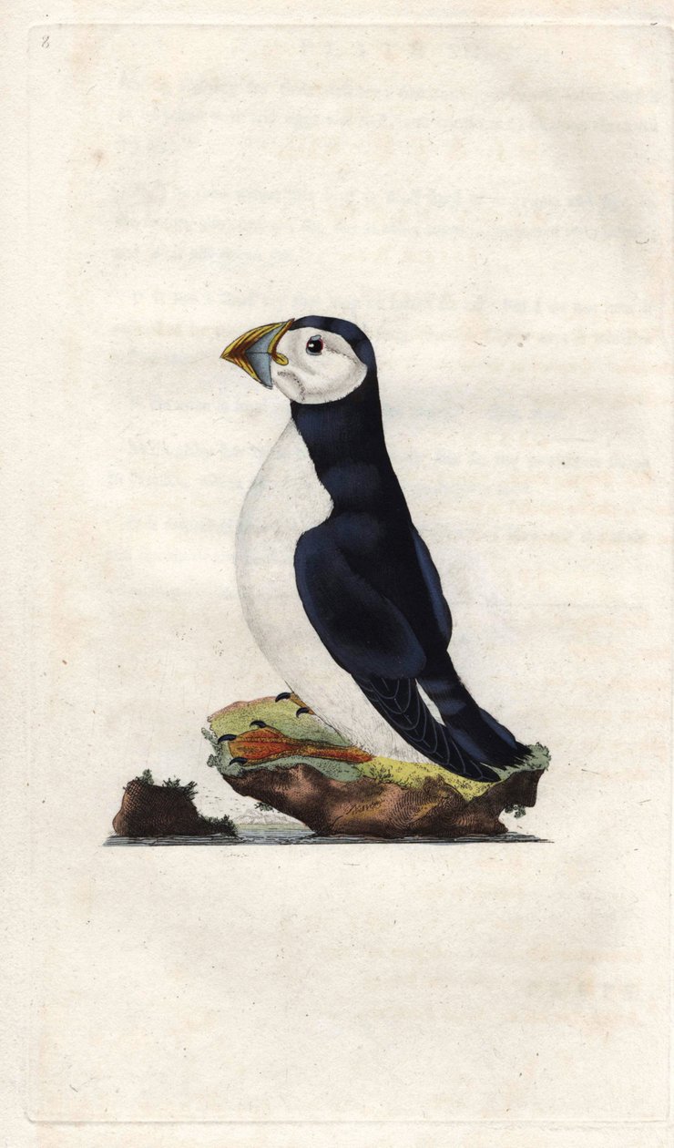 Pulcinella di mare. Fratercula arctica (Alca arctica). Incisione su rame di Edward Donovan, pubblicata in Histoire naturelle des oiseaux britanniques, Londra da Edward Donovan