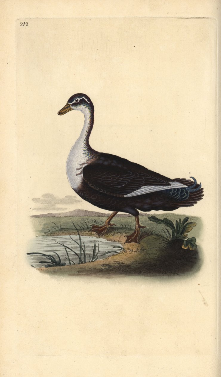 Anatra muta (variante), Cairina moschata da Edward Donovan