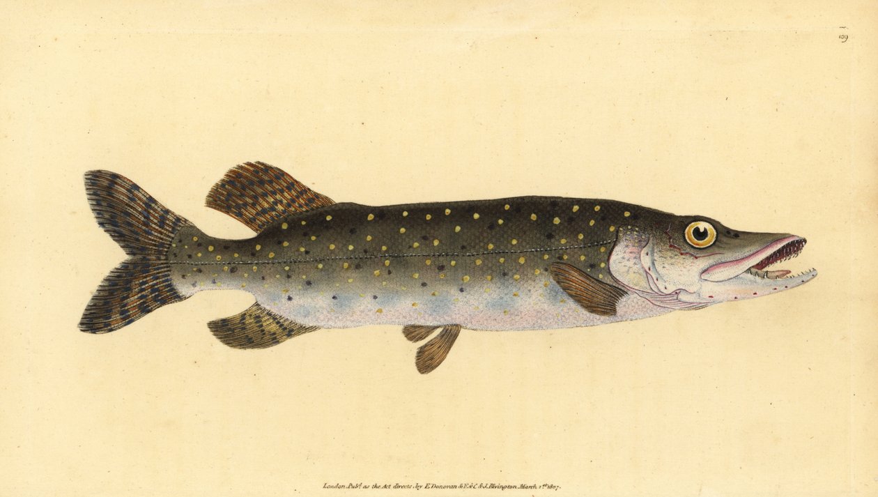Esox lucius. Incisione a mano colorata disegnata e incisa da Edward Donovan dal suo Natural History of British Fishes, Donovan e F.C. e J. Rivington, Londra da Edward Donovan