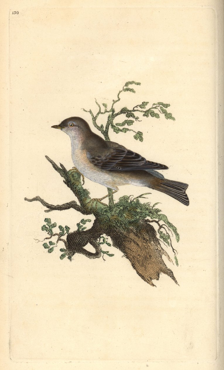 Sterpazzola di Orfeo, Sylvia hydrtensis, o sterpazzola maggiore. Incisione colorata a mano tratta da Edward Donovan dal suo Natural History of British Birds, Londra da Edward Donovan