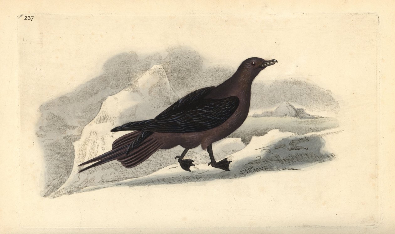 Stercorarius parasiticus. Incisione a mano colorata disegnata e incisa da Edward Donovan dal suo "Natural History of British Birds," Londra da Edward Donovan