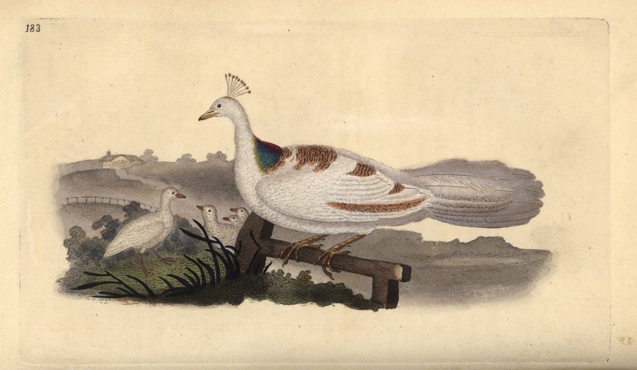 Pavone, Pavo cristatus, femmina con piccoli da Edward Donovan