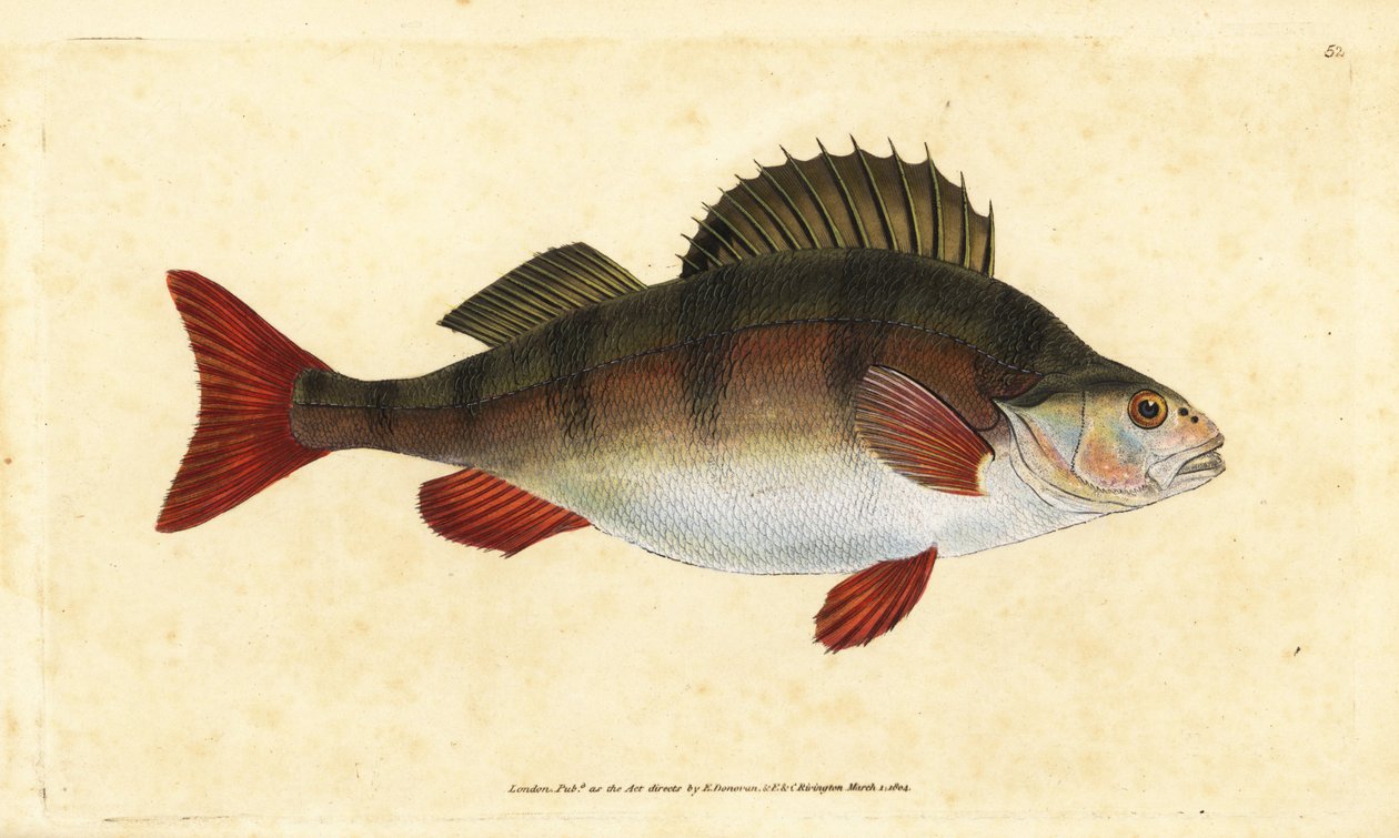 Perca fluviatilis. Incisione a mano colorata disegnata e incisa da Edward Donovan dal suo "Natural History of British Fishes", Donovan e F.C. e J. Rivington, Londra da Edward Donovan
