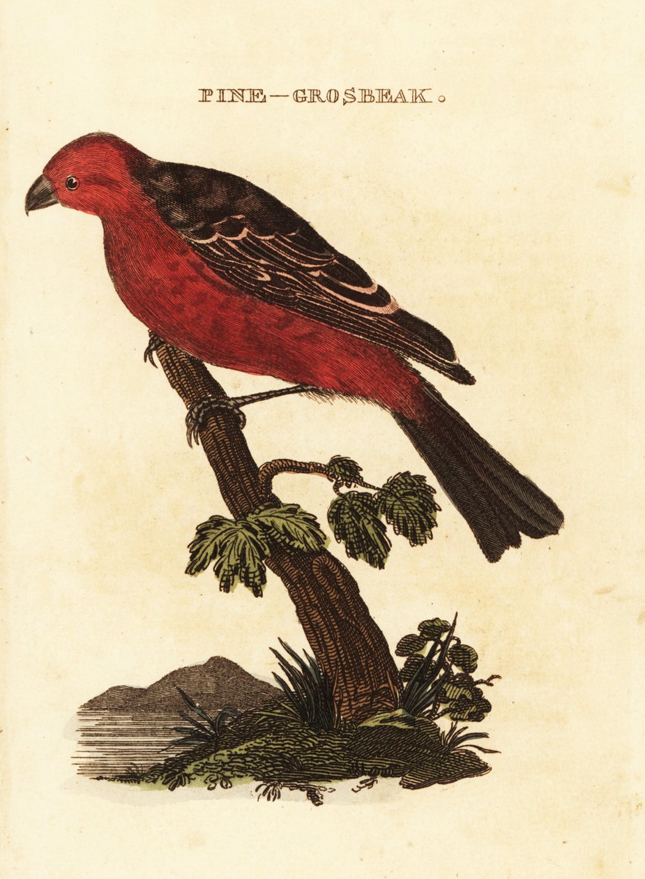 Grosbeak dei pini, Pinicola enucleator da Edward Donovan