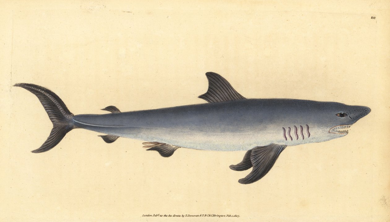 Smeriglio, Lamna nasus da Edward Donovan