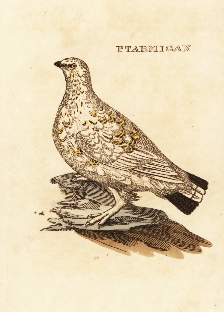 Pernice bianca, Lagopus lagopus da Edward Donovan