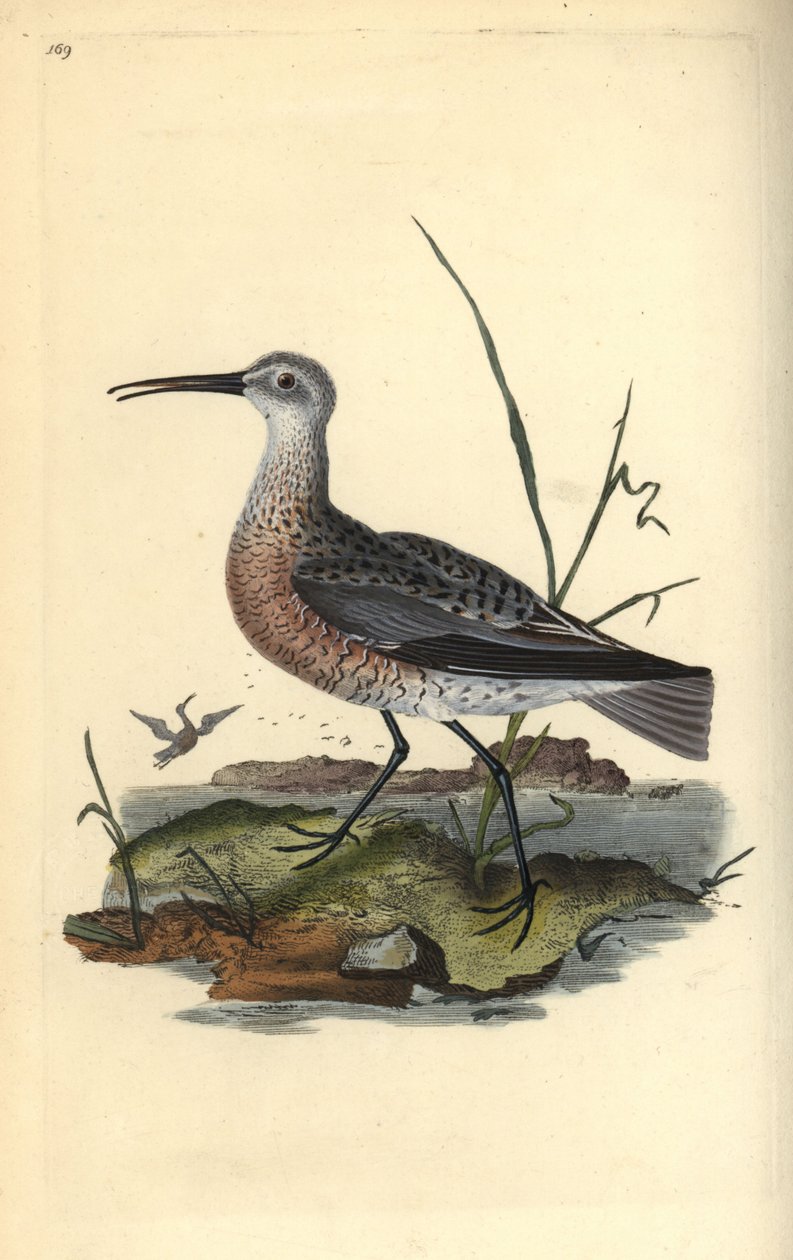 Chiurlo minuto, Numenius minutus. Incisione a mano colorata disegnata e incisa da Edward Donovan dal suo "Storia Naturale degli Uccelli Britannici", Londra da Edward Donovan