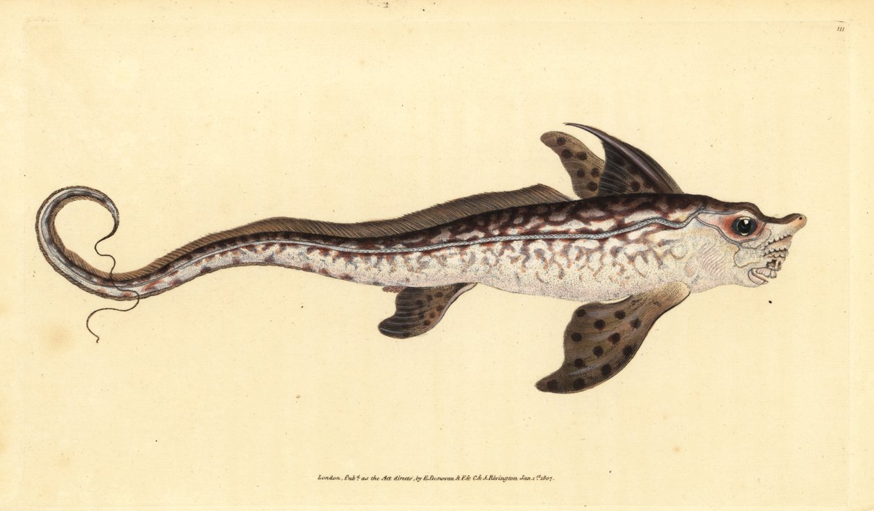Pesce coniglio o mostro marino, Chimaera monstrosa. Quasi minacciato. Incisione a mano colorata disegnata e incisa da Edward Donovan dalla sua Storia Naturale dei Pesci Britannici, Donovan e F.C. e J. Rivington, Londra da Edward Donovan