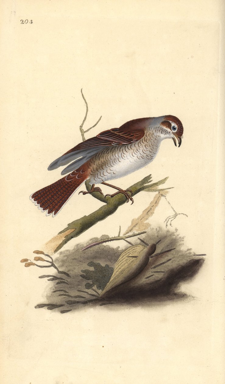 Averla piccola (femmina), Lanius collurio da Edward Donovan