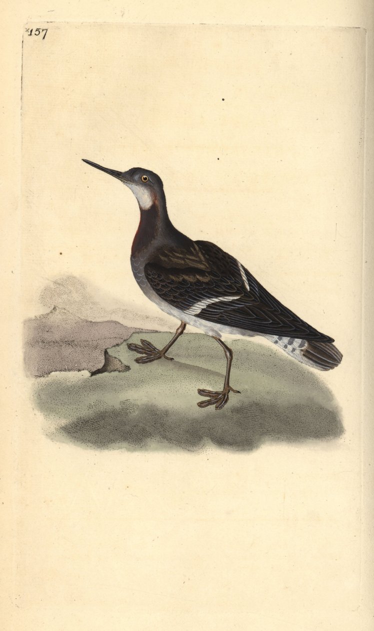 Falaropo beccorosso, Phalaropus lobatus da Edward Donovan