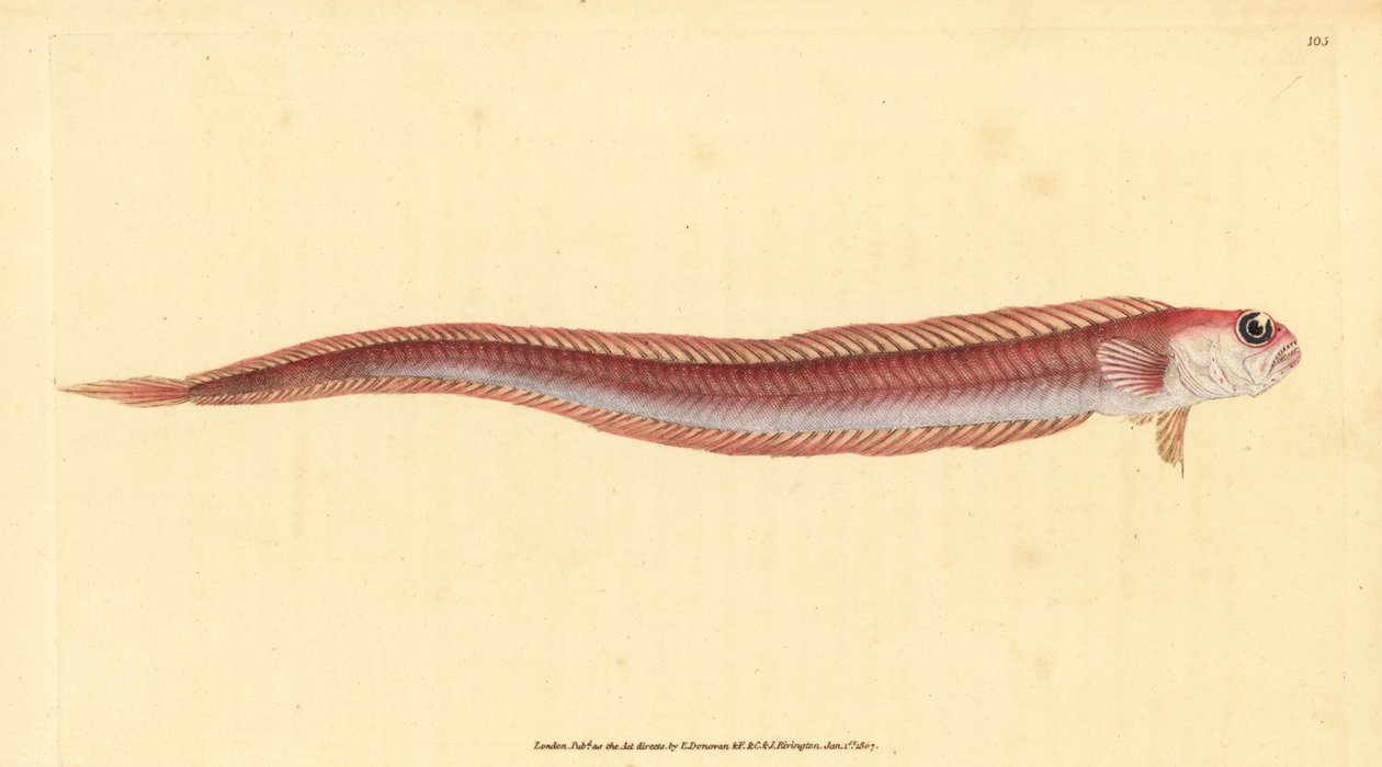 Cepola, Cepola macrophthalma da Edward Donovan