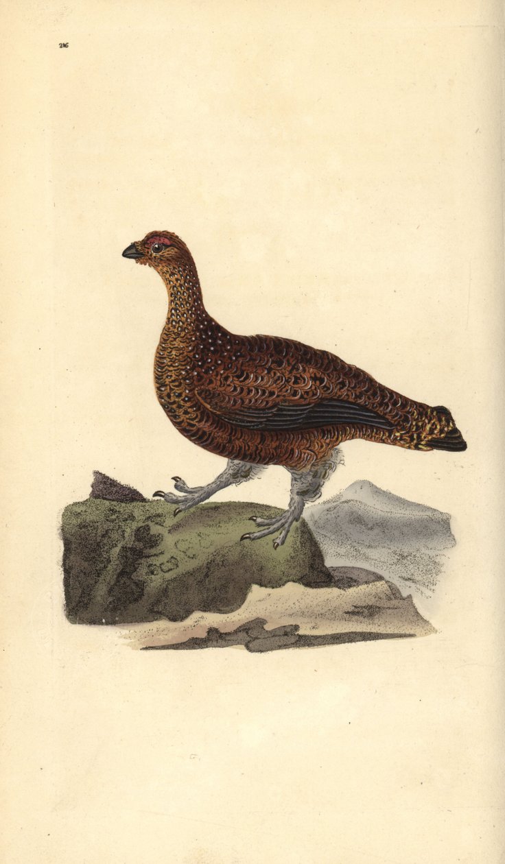 Pernice rossa (femmina), Lagopus scotica da Edward Donovan