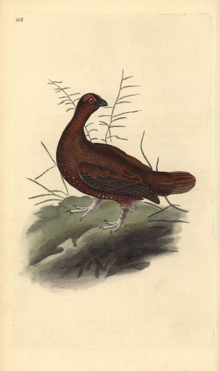 Gallo cedrone, Lagopus lagopus scotica. Incisione colorata a mano tratta da Edward Donovan dal suo Natural History of British Birds, Londra da Edward Donovan