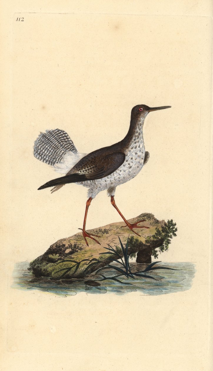 Pettegola, Tringa totanus da Edward Donovan