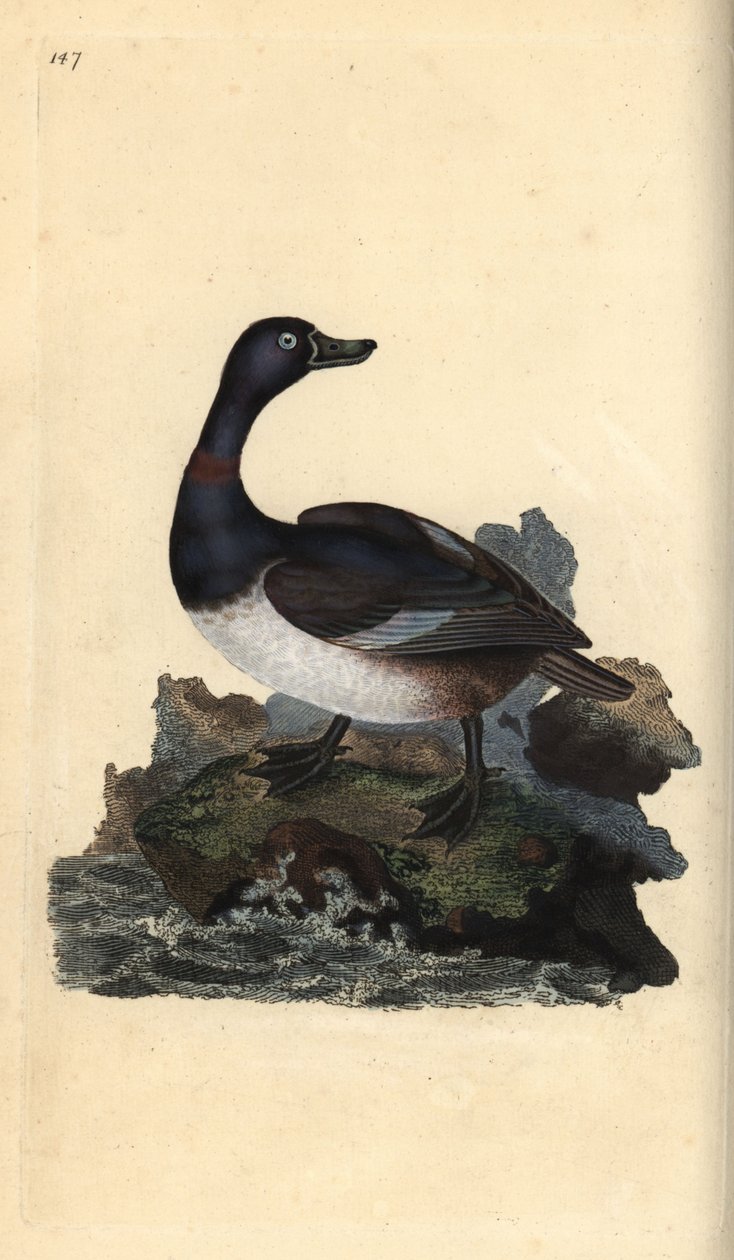 Moretta dal collare, Aythya collaris da Edward Donovan