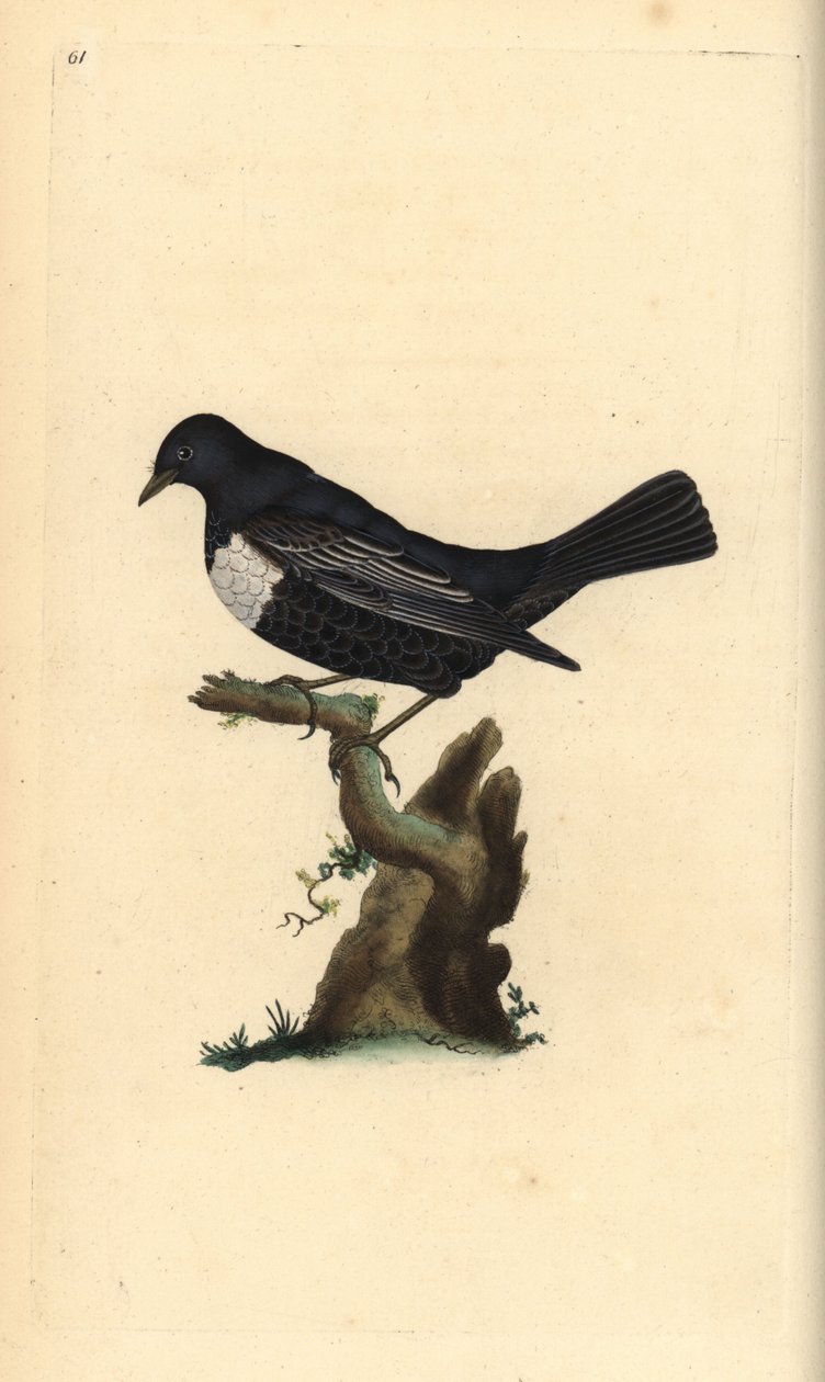 Merlo dal collare. Incisione a mano colorata a rame disegnata e incisa da Edward Donovan dal suo Natural History of British Birds, Londra da Edward Donovan