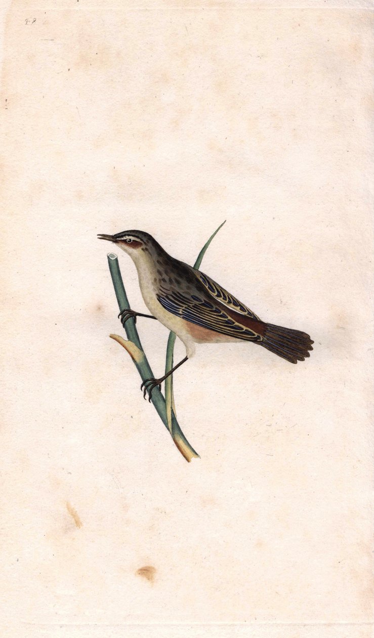 Cannaiola, Acrocephalus schoenobaenus. Incisione a rame di Edward Donovan, pubblicata in 