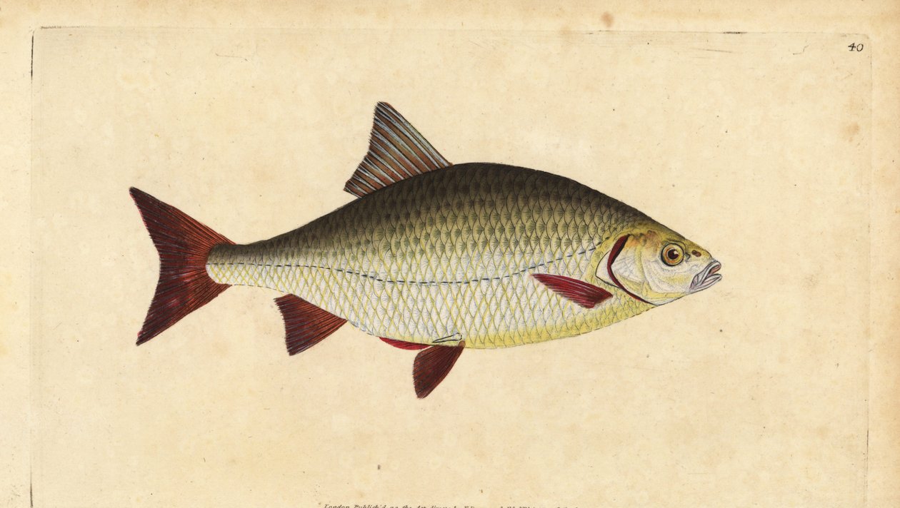 Scardola, Scardinius erythrophthalmus (Occhio rosso, Cyprinus erythrophthalmus). Rame inciso e colorato a mano disegnato e inciso da Edward Donovan dalla sua Storia Naturale dei Pesci Britannici, Donovan e F.C. e J. Rivington, Londra da Edward Donovan