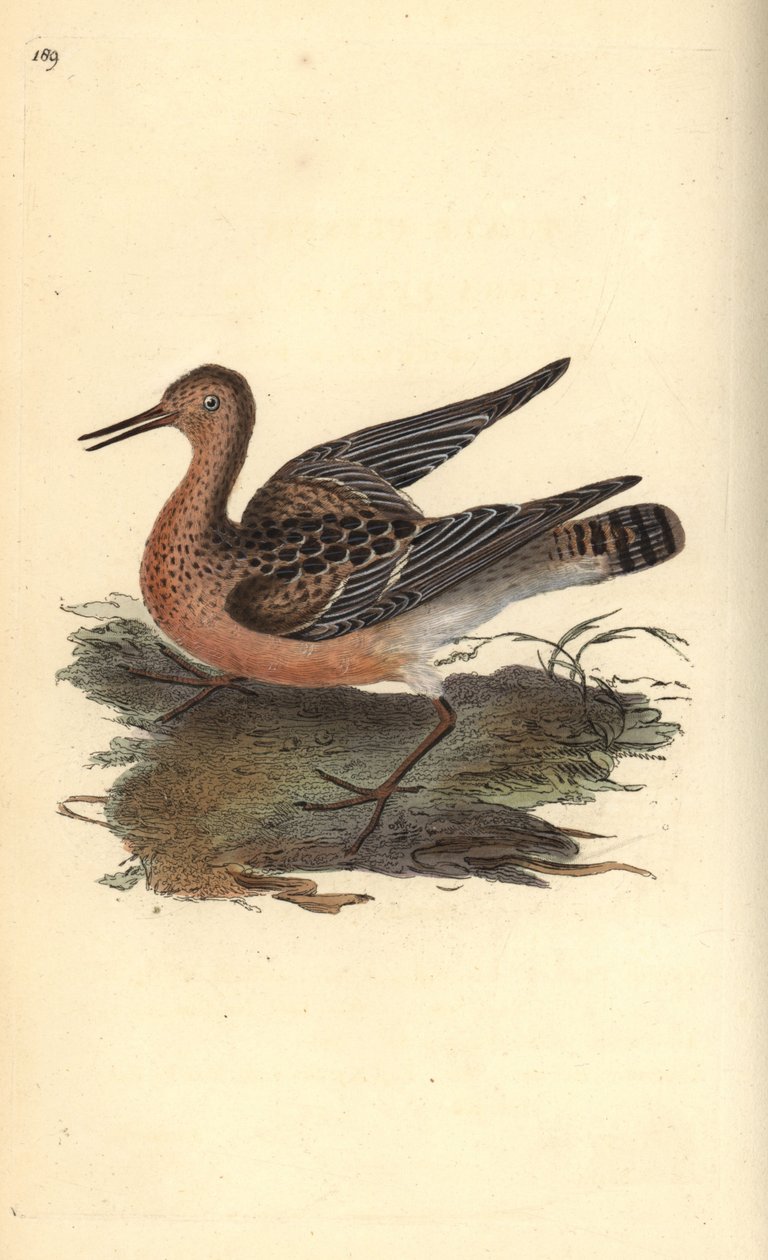 Combattente (femmina) da Edward Donovan