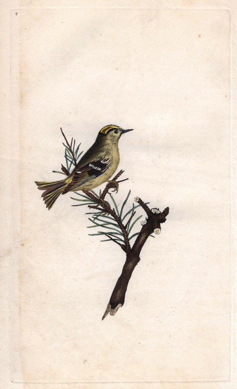 Regolo, Regulus regulus da Edward Donovan