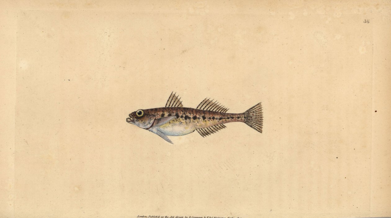 Pomatoschistus minutus (Gobius minutus). Incisione a mano colorata disegnata e incisa da Edward Donovan dal suo Natural History of British Fishes, Donovan e F.C. e J. Rivington, Londra da Edward Donovan