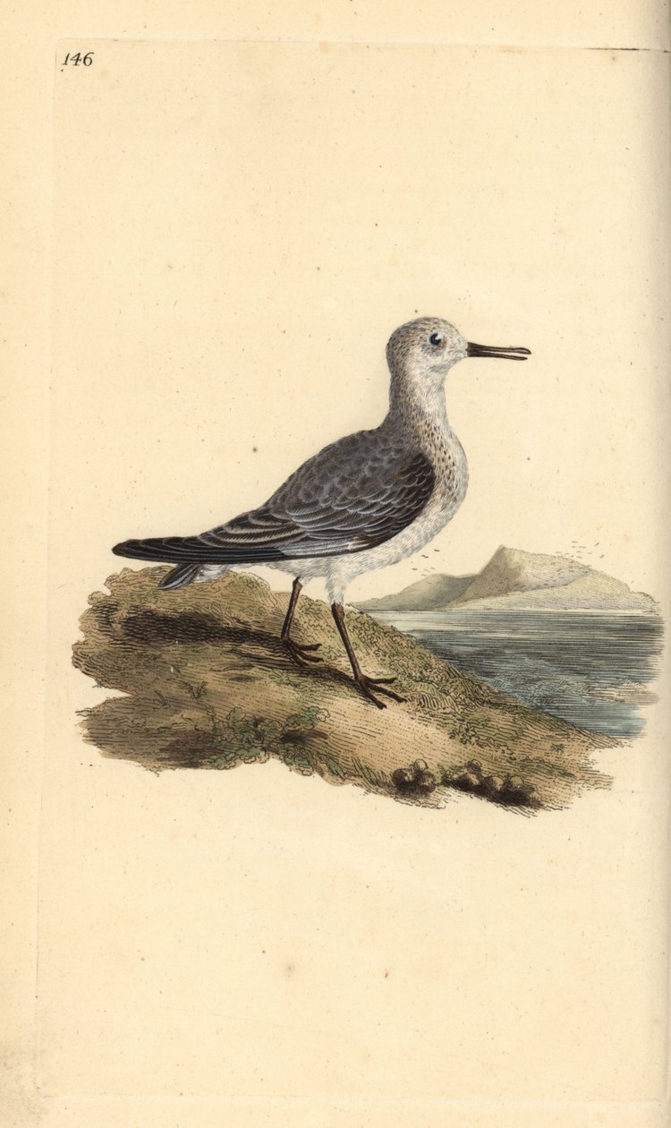 Piovanello tridattilo, Calidris alba. Incisione colorata a mano tratta da Edward Donovan dal suo Natural History of British Birds, Londra da Edward Donovan