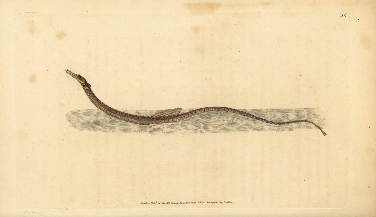Pesce ago del Sargasso o pesce ago pelagico. Incisione a mano colorata disegnata e incisa da Edward Donovan dalla sua Storia Naturale dei Pesci Britannici, Donovan e F.C. e J. Rivington, Londra da Edward Donovan