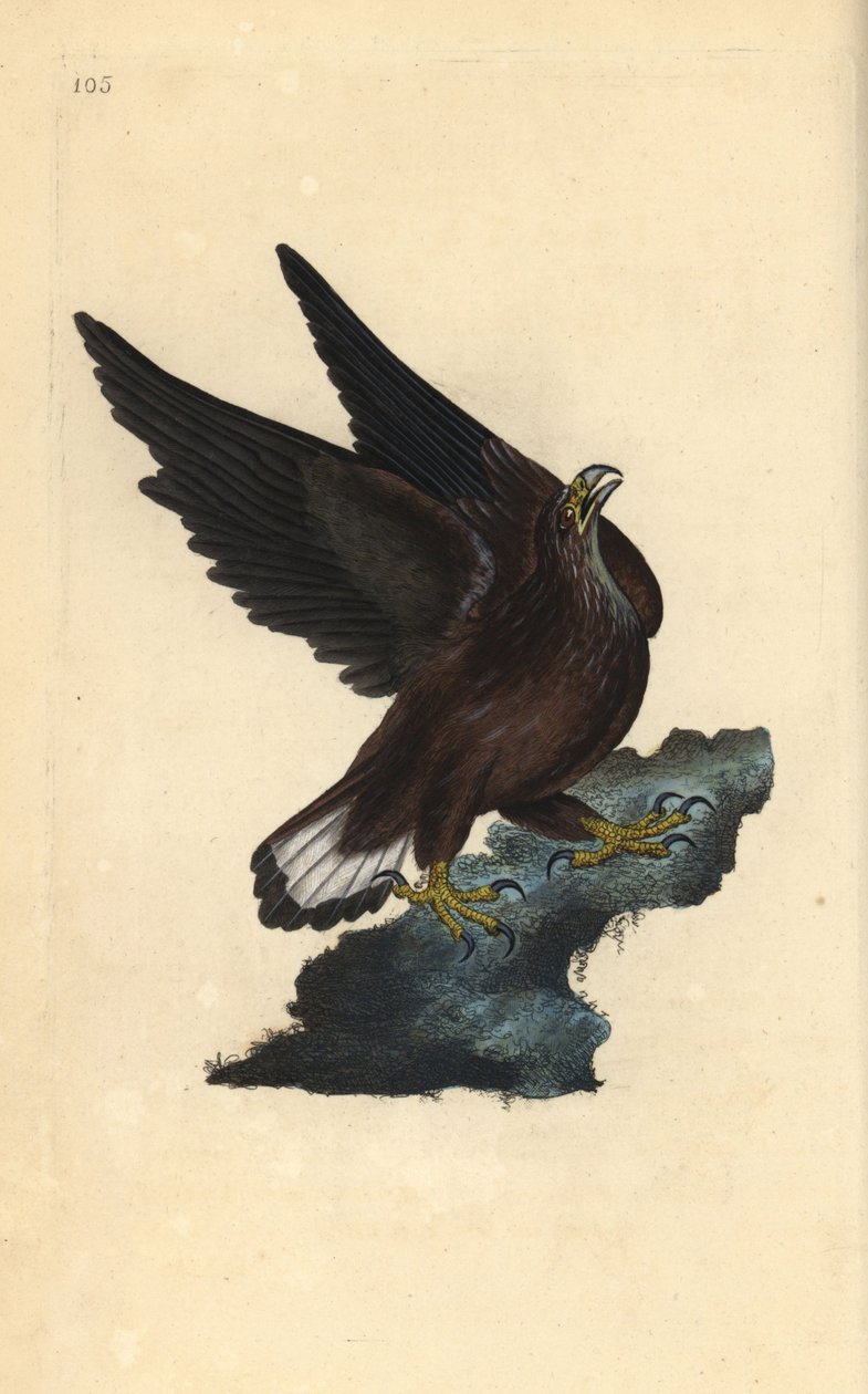 Aquila di mare, Haliaeetus albicilla da Edward Donovan