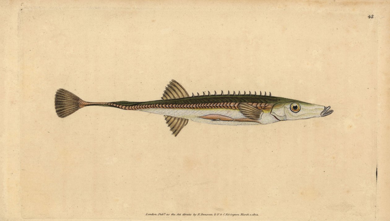 Spinarello di mare, Spinachia spinachia da Edward Donovan