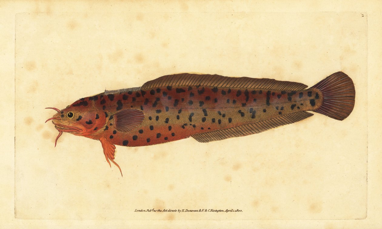 Mustella di riva, Gaidropsarus mediterraneus (Merluzzo o mustella a tre barbe, Gadus tricirratus). Incisione a mano colorata disegnata e incisa da Edward Donovan dalla sua Storia Naturale dei Pesci Britannici, Donovan e F.C. e J. Rivington, Londra da Edward Donovan