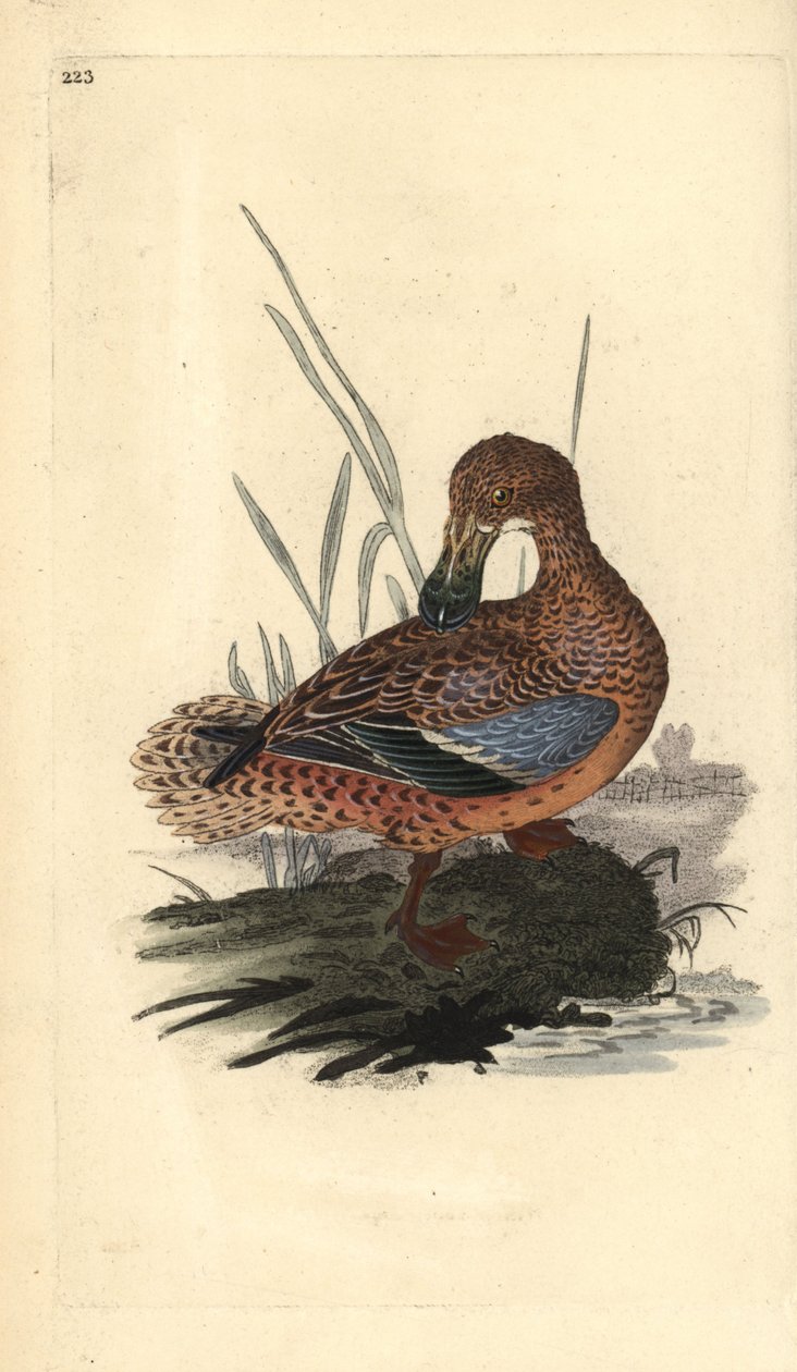 Anatra mestolone (femmina), Anas clypeata da Edward Donovan