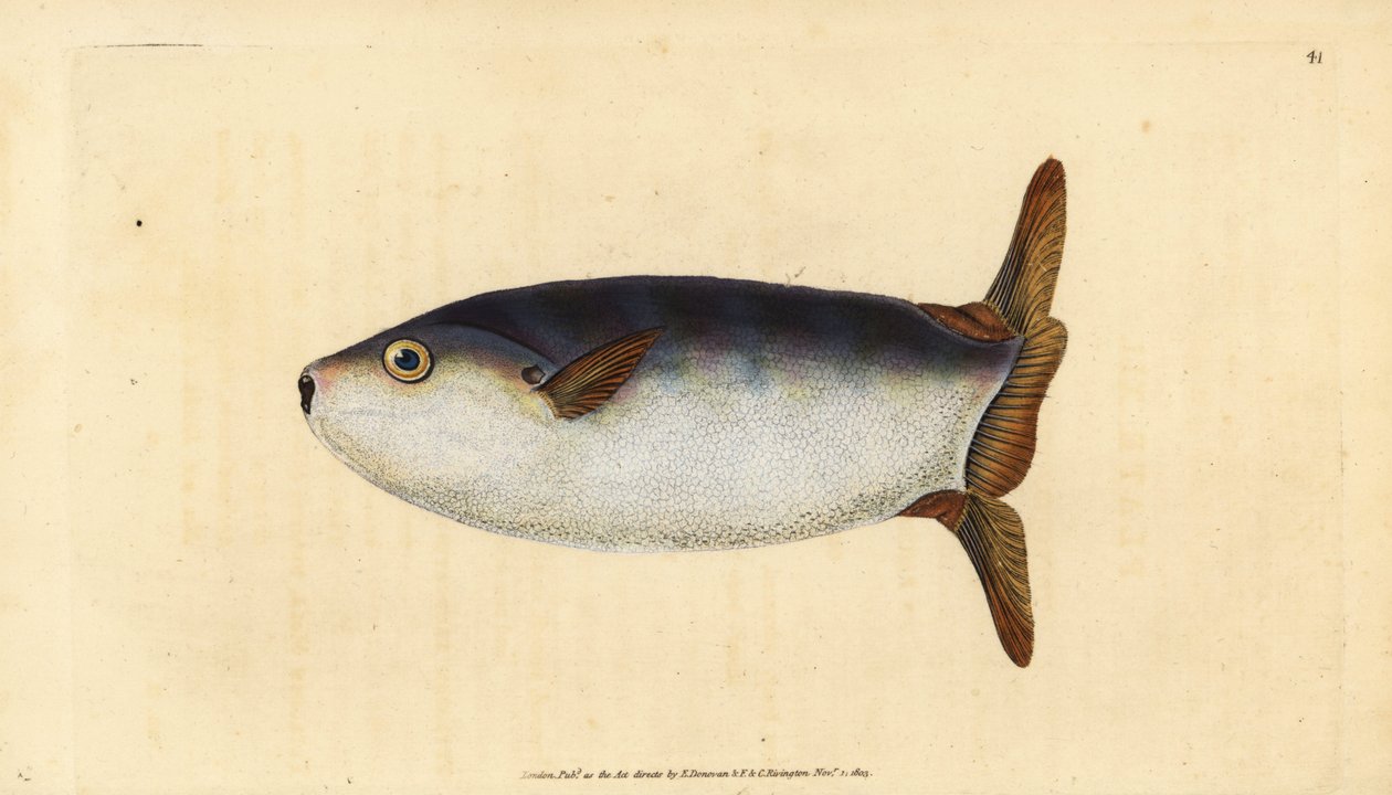 Pesce luna snello, Ranzania laevis (Pesce luna troncato, Tetrodon truncatus). Incisione a mano colorata disegnata e incisa da Edward Donovan dalla sua Storia Naturale dei Pesci Britannici, Donovan e F.C. e J. Rivington, Londra da Edward Donovan