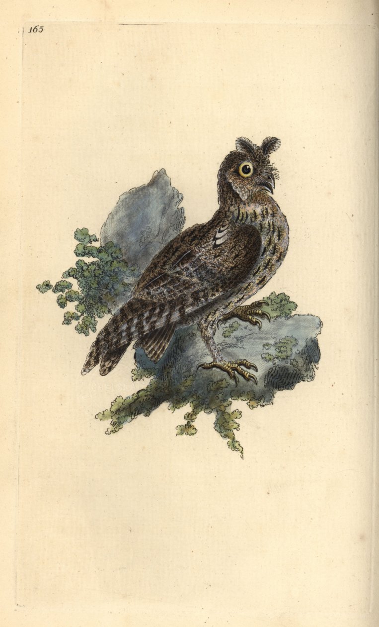Gufo siberiano, Strix pulchella da Edward Donovan