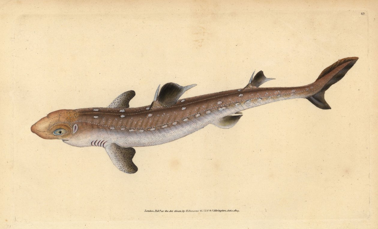 Spinarolo, Squalus acanthias da Edward Donovan