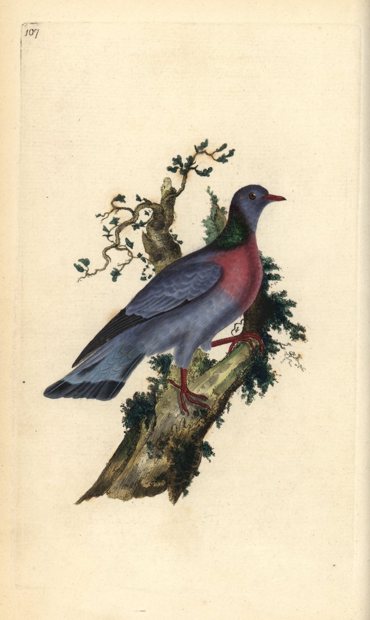 Colombella, Columba oenas da Edward Donovan